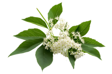 Blossoming elder, elderberry with flowers and leaves kept on white or transparent background