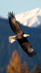 Fototapeta premium Bald Eagle Soars, Mountain Backdrop