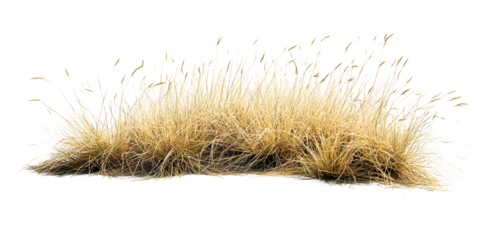 Dry, withered grass isolated on white or transparent background with clipping path