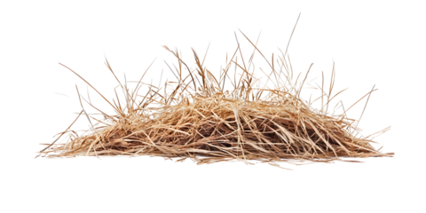 Dry, withered grass on white or transparent background with clipping path