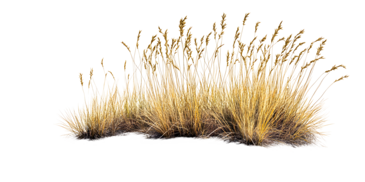 Dry, withered grass placed on white or transparent background with clipping path
