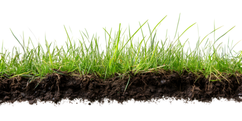 Green grass with dirt isolated on white or transparent background and texture
