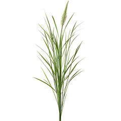 Fototapeta premium Green reed, cane grass on white or transparent background, clipping path