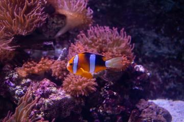 clown fish in aquarium