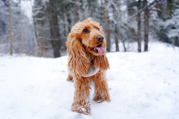 Adorable spaniel dog breed in snowy meadow running along forest. Active healthy dog.