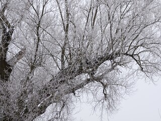 Crown of an old willow tree covered with hoarfrost. Close up.