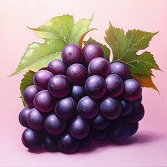 Fototapeta premium Ripe, purple grapes with green leaves, lit from above on pink background