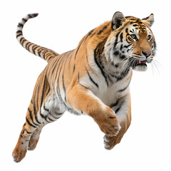 Obraz premium Roaring tiger background