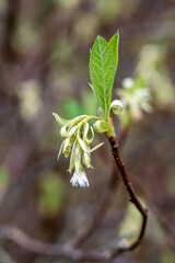 green leaves in spring