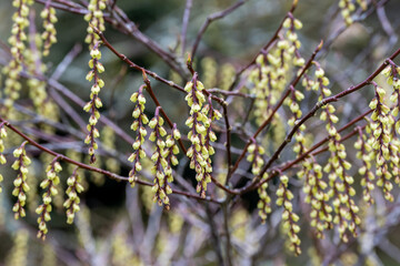 Stachyurus praecox