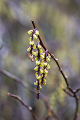 Stachyurus praecox