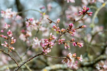 cherry tree blossom