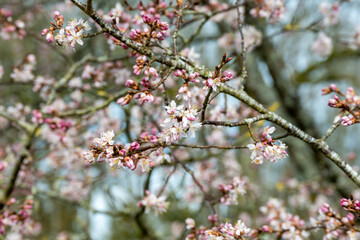 cherry tree blossom