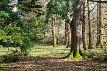 trees in the park
