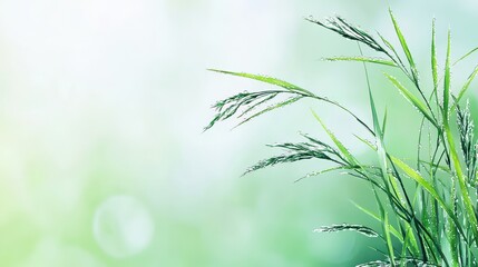 Soft Watercolor of Misty Morning Dew on Fresh Grass Blades in a Serene Natural Setting