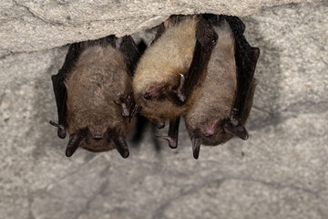 Indiana bats roosting with a little brown bat inside of a middle Tennessee cave.