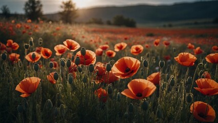 Vibrant poppy field at sunset with blooming flowers