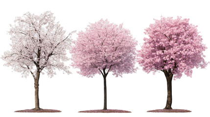 Obraz premium Three Beautiful Cherry Blossom Trees in Varying Shades of Pink