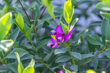 Polygala myrtifolia pertenece a la familia Polygalaceae.