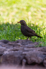 Turdus merula pertenece a la familia Turdidae.