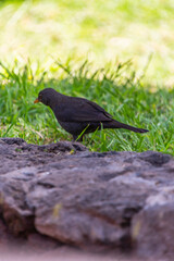 Fototapeta premium Turdus merula pertenece a la familia Turdidae.