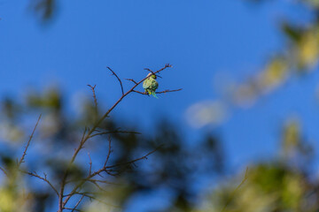 Psittacula krameri pertenece a la familia Psittaculidae.