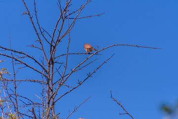 Falco tinnunculus pertenece a la familia Falconidae.