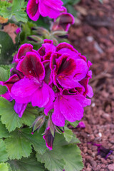 Pelargonium grandiflorum pertenece a la familia Geraniaceae.