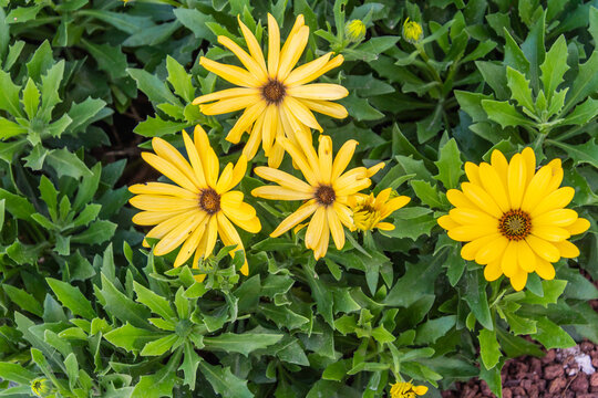 Dimorphotheca sinuata pertenece a la familia Asteraceae.