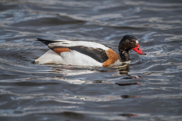 Shelduck swimming on a loch in Scotland in the springtime