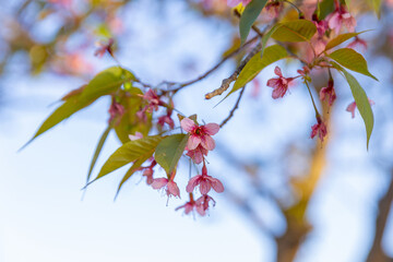 pink color flower sakura (cherry) blossom. Beautiful and cute pink Kawazu Zakura (cherry blossom).  Sakura, Pink cherry blossom on background