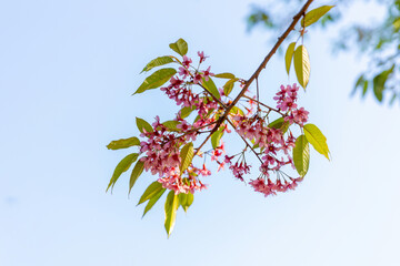 pink color flower sakura (cherry) blossom. Beautiful and cute pink Kawazu Zakura (cherry blossom).  Sakura, Pink cherry blossom on background