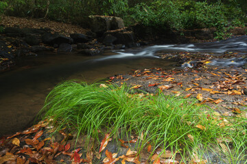 stream in autumn forest