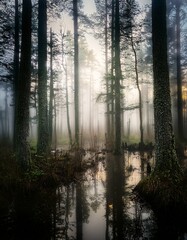 Un pantano brumoso exuda un ambiente místico con sus aguas ocultas, árboles cubiertos de niebla y un aura cautivadora de encanto y misterio, 4k