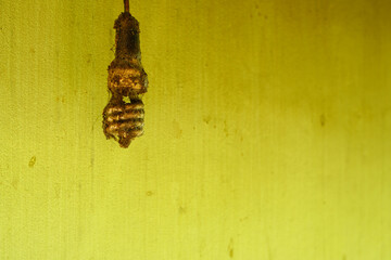 old light bulb on green background