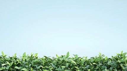 Obraz premium Lush green hedge against pale blue wall; nature backdrop