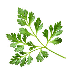 Fototapeta premium branch of fresh aromatic parsley on transparent background
