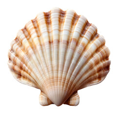 Fototapeta premium white scallop shell isolated on transparent background