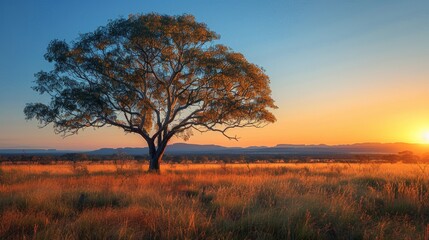 A Serene Landscape of a Tree in a Field at Sunset
