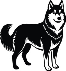 A Alaskan Malamute on white background.