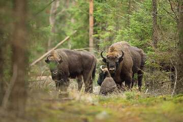 Żubr (Bos bonasus), wisent © Bartosz Rakoczy