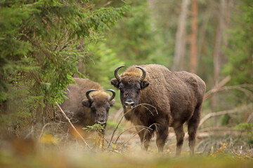 Żubr (Bos bonasus), wisent © Bartosz Rakoczy