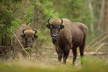 Żubr (Bos bonasus), wisent © Bartosz Rakoczy