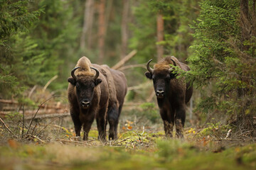 Żubr (Bos bonasus), wisent © Bartosz Rakoczy