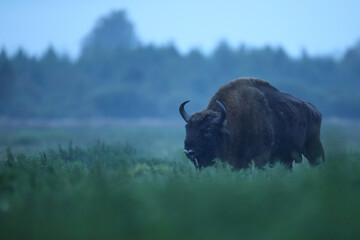 Żubr (Bos bonasus), wisent © Bartosz Rakoczy