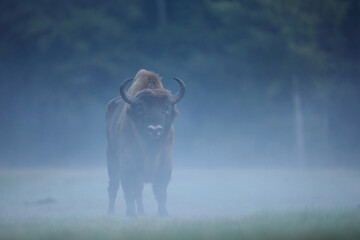 Żubr (Bos bonasus), wisent © Bartosz Rakoczy