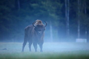 Żubr (Bos bonasus), wisent © Bartosz Rakoczy