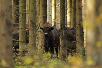 Żubr (Bos bonasus), wisent © Bartosz Rakoczy