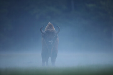 Żubr (Bos bonasus), wisent © Bartosz Rakoczy