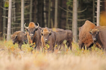 Żubr (Bos bonasus), wisent © Bartosz Rakoczy